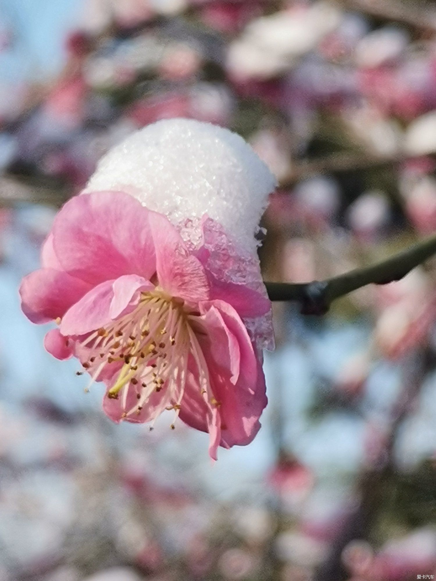 老年|【爱卡踏青季】踏雪寻梅