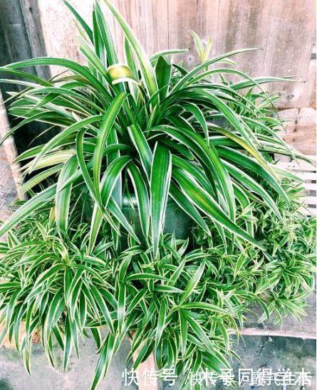 病菌|4种花养家里，空气1级棒，吸甲醛、杀病菌，还有助于睡眠！