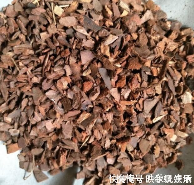马齿苋树长得慢,涂点“自制生长液”,叶子如玉,还能养成老桩