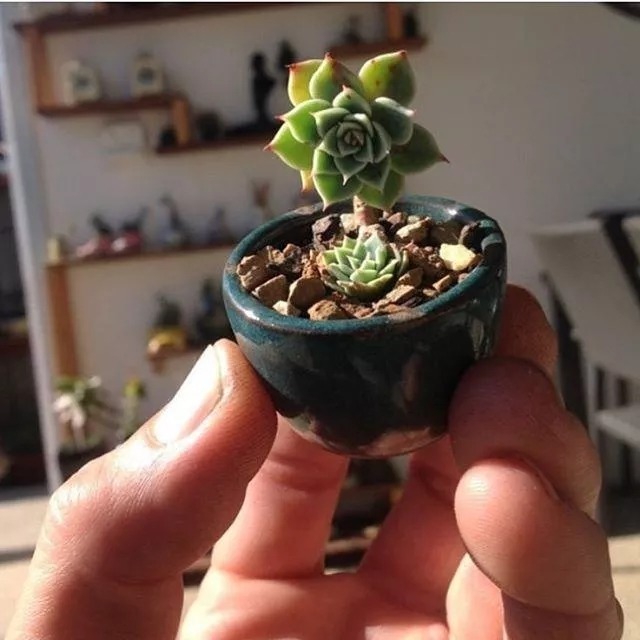 养护|指甲盖大小的多肉你见过吗自己在家就能养出来,可爱到心颤!