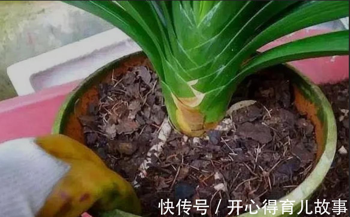 植物烂根怎么办,学会这些就不用担心了