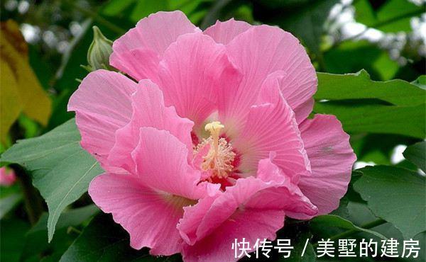 铁线|从9月12日开始,家养此款花卉,个个美出状态,阳台变花园