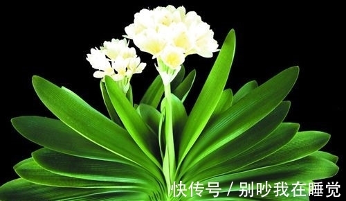 养花小知识,君子兰篇