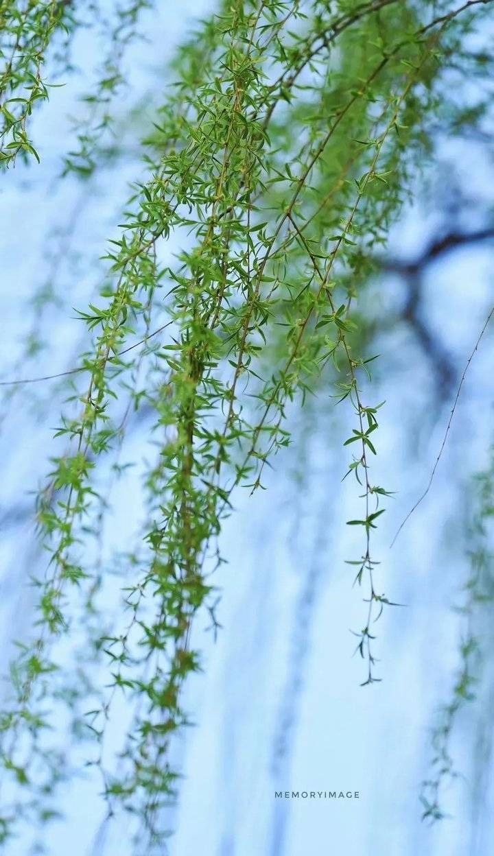 跟着热搜看济南春光，春花春水春柳都不能错过