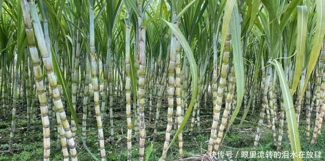 余杭人的心头好,即将上市!曾经风靡全国,很多人小时候都吃过!