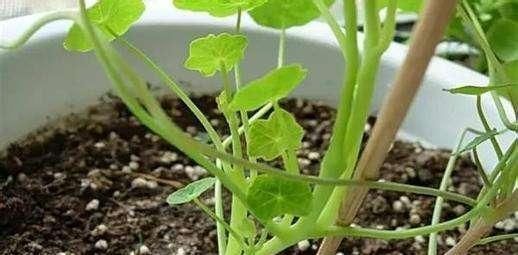 把“1种”东西碾碎煮水,成“天然生长液”,养花不花钱效果棒!