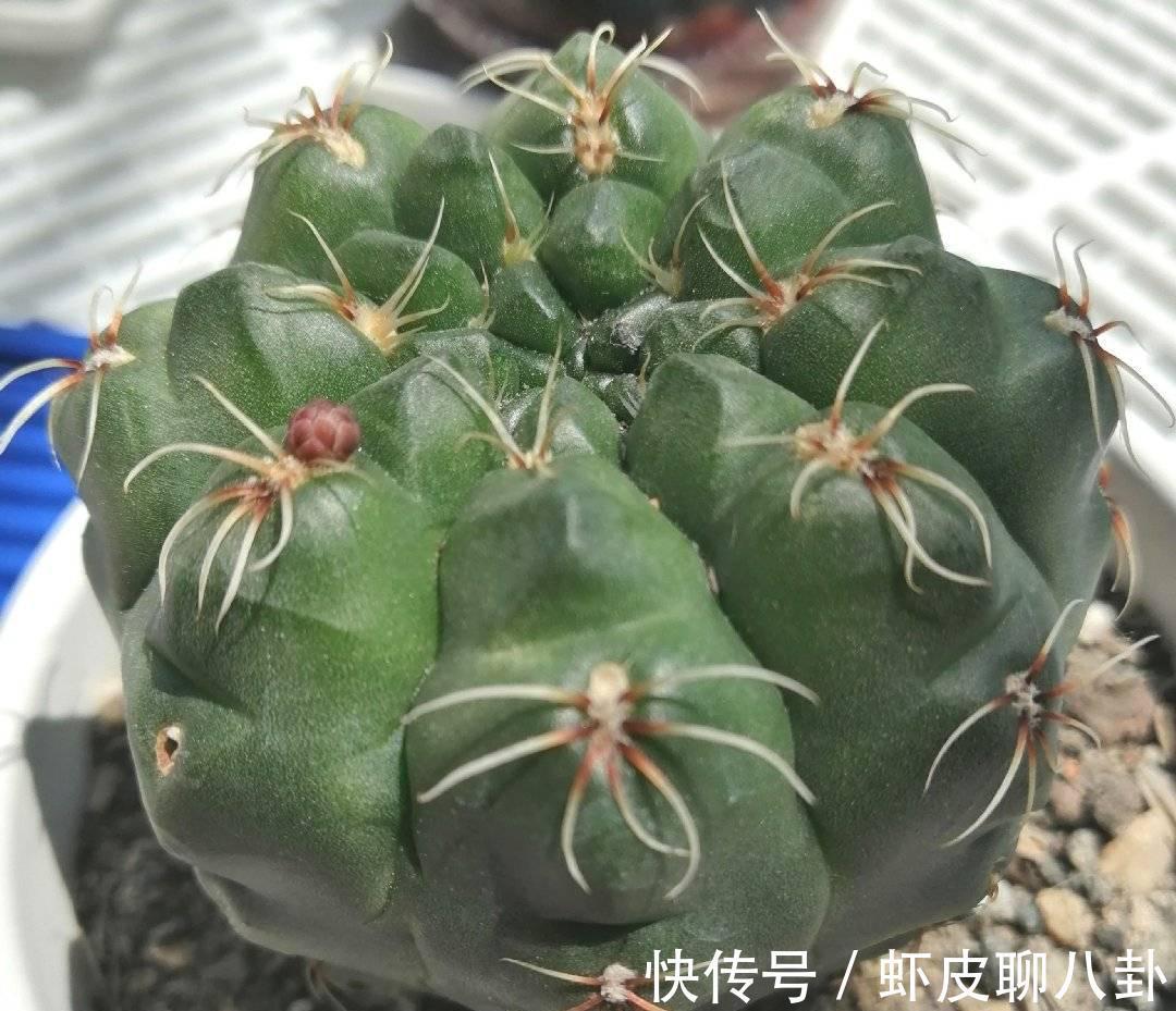 养仙人球就养一棵“绯花玉”，花瓣大、很美很好养、不止开一茬