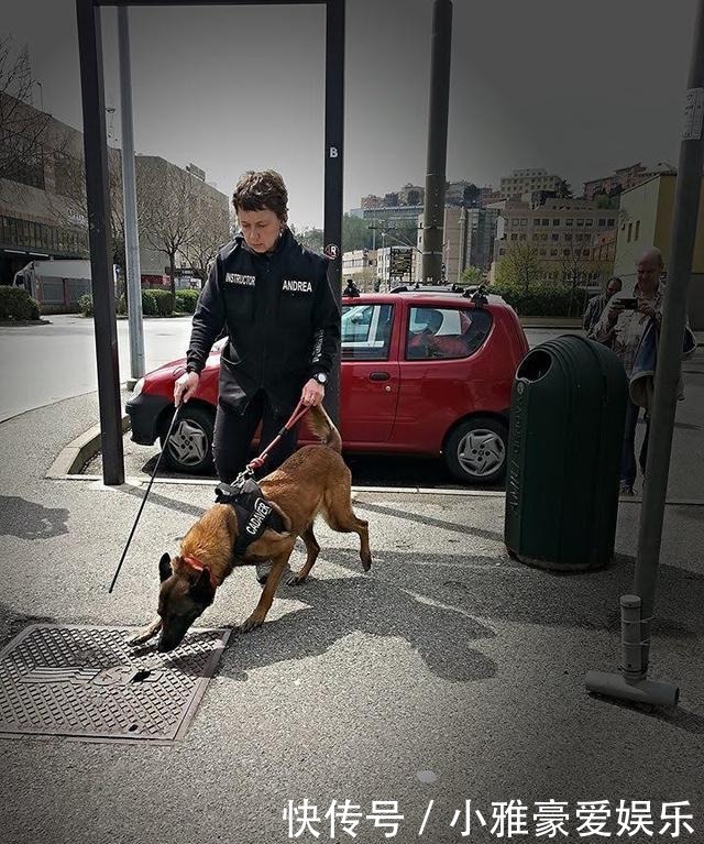 考古学家|狗是天生的“考古学家”?考古犬能嗅出2700年前古墓的位置