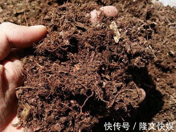 施肥|养花2年,只长叶不开花,你犯了“1个错误”,快改正,花苞冒出来