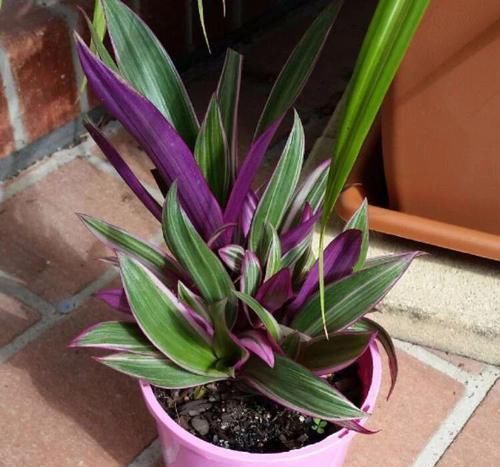 紫背|用水培扦插繁殖的紫背万年青,根长得快,养好了容易开花