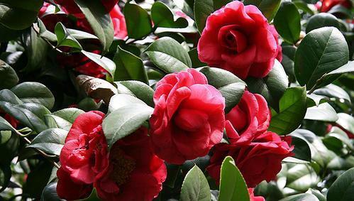 冬天养茶花,了解掌握3个要点,开出层叠群花,谁见了都夸美!