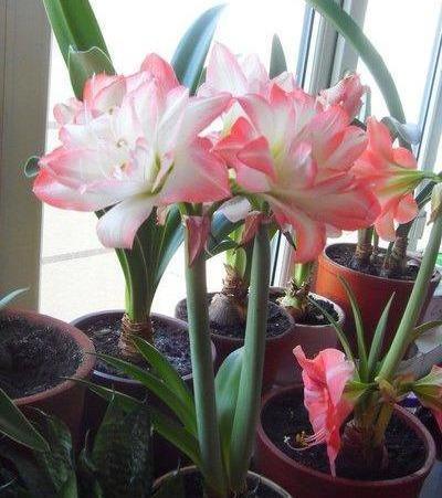 6种“懒人花”可真皮实,一个月不浇水,太阳越晒,开花越泼辣