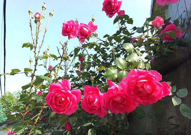 移栽|地栽藤本月季是否要经常浇水,考虑这两个因素!