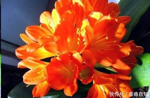 君子兰养了好几年,就是不开花,用了这个小技巧,一下开了几十朵!