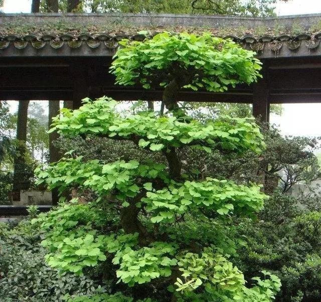 这3种盆景可以养成传家宝,再穷也要养,越老越值钱!