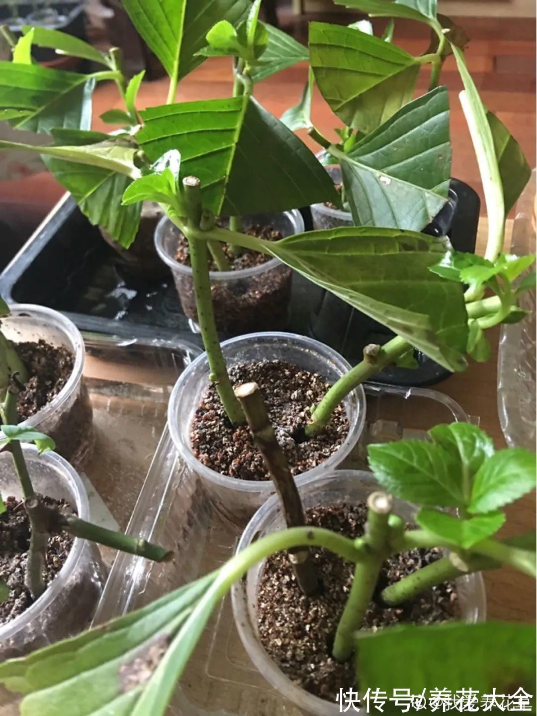 冬天扦插,最简单的方法学起来,这6种花都能生根