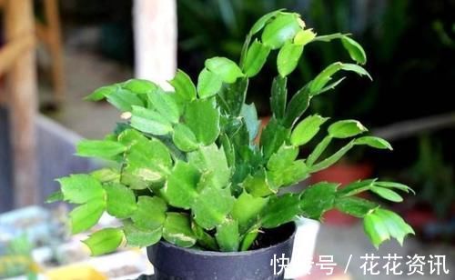 长寿花|什么花都养不好,就养2种花,开花漂亮,养护简单