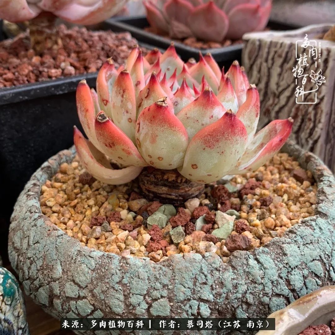 当多肉小白磕上吉娃娃！把自己都要美哭了！