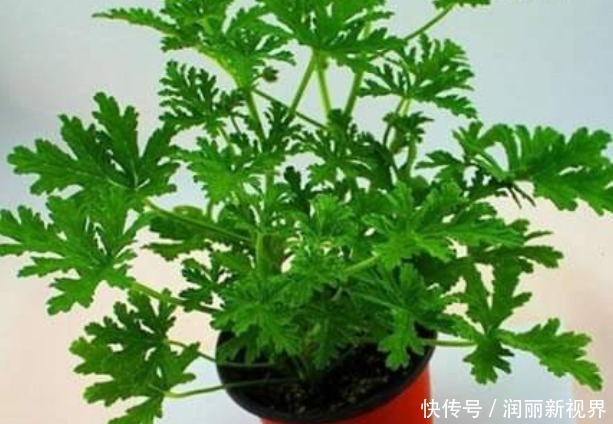 蚊子“惹不起”的4种花，家里养一盆，蚊香不用买，一觉睡到天亮