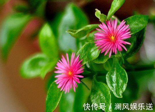 有机肥料|吊兰也能“开红花”,养一盆“嗖嗖”冒花苞,比绿萝漂亮!