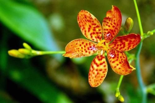 被人忽略的一味良药---射干