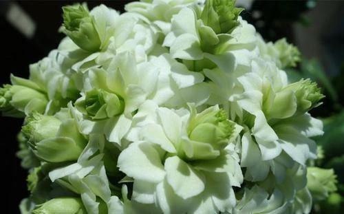 最罕见的花卉,花色新奇,好养易活,是一款爆盆神器,值得拥有