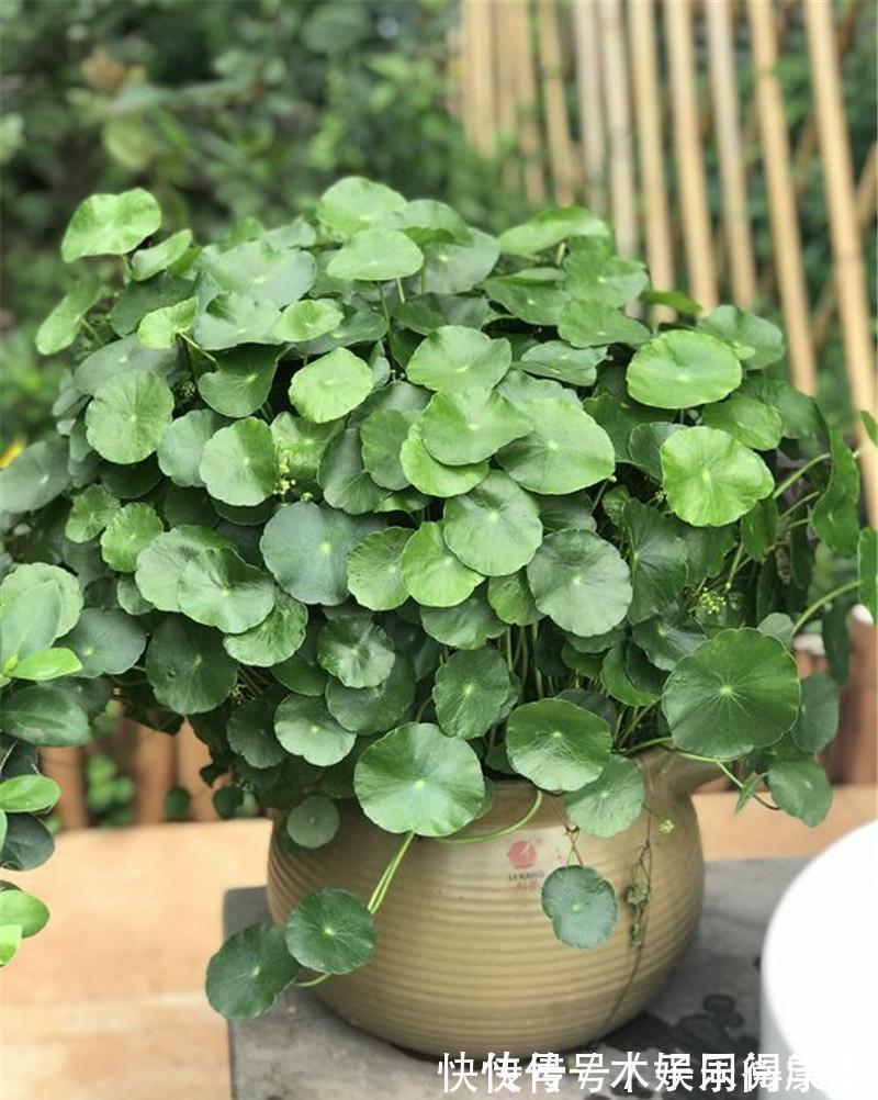 栽种|4种花要富养,根多“爱吃土”喜欢大花盆,用对了利于生长和开花