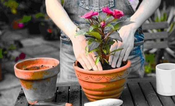 养花技巧花草换盆不懂这3点难怪换完盆就黄叶枯死