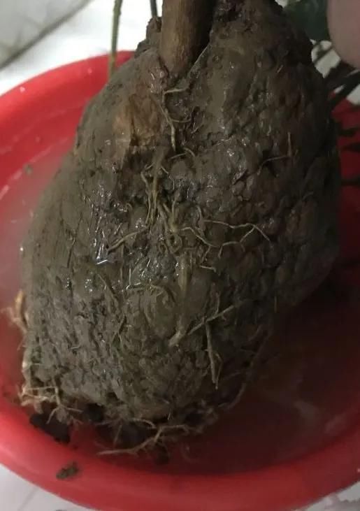 茉莉花后赶紧剪,剪完就开花,一直剪一直开