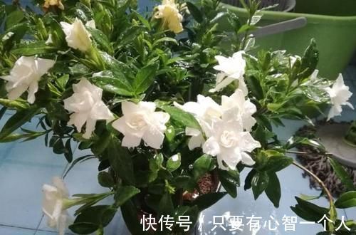 自制肥料难不难?有着20年经验的养花人:懂“这2样”就够了