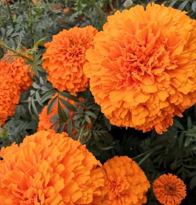 号称看门花的漂亮花卉,种在门前,邻居总想看