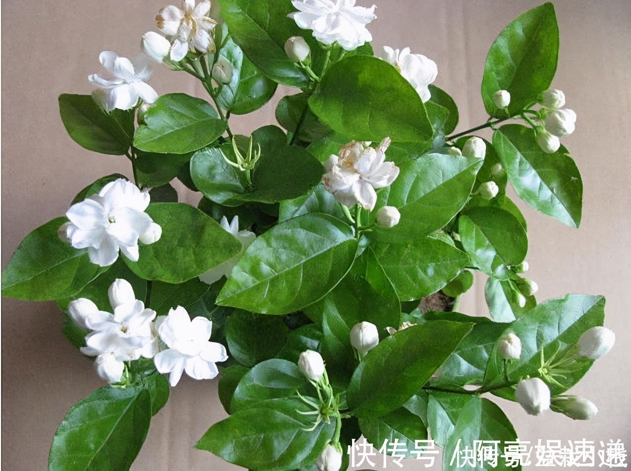 “开花劳模”有哪几种？4种花易绽放，花骨朵惹人爱