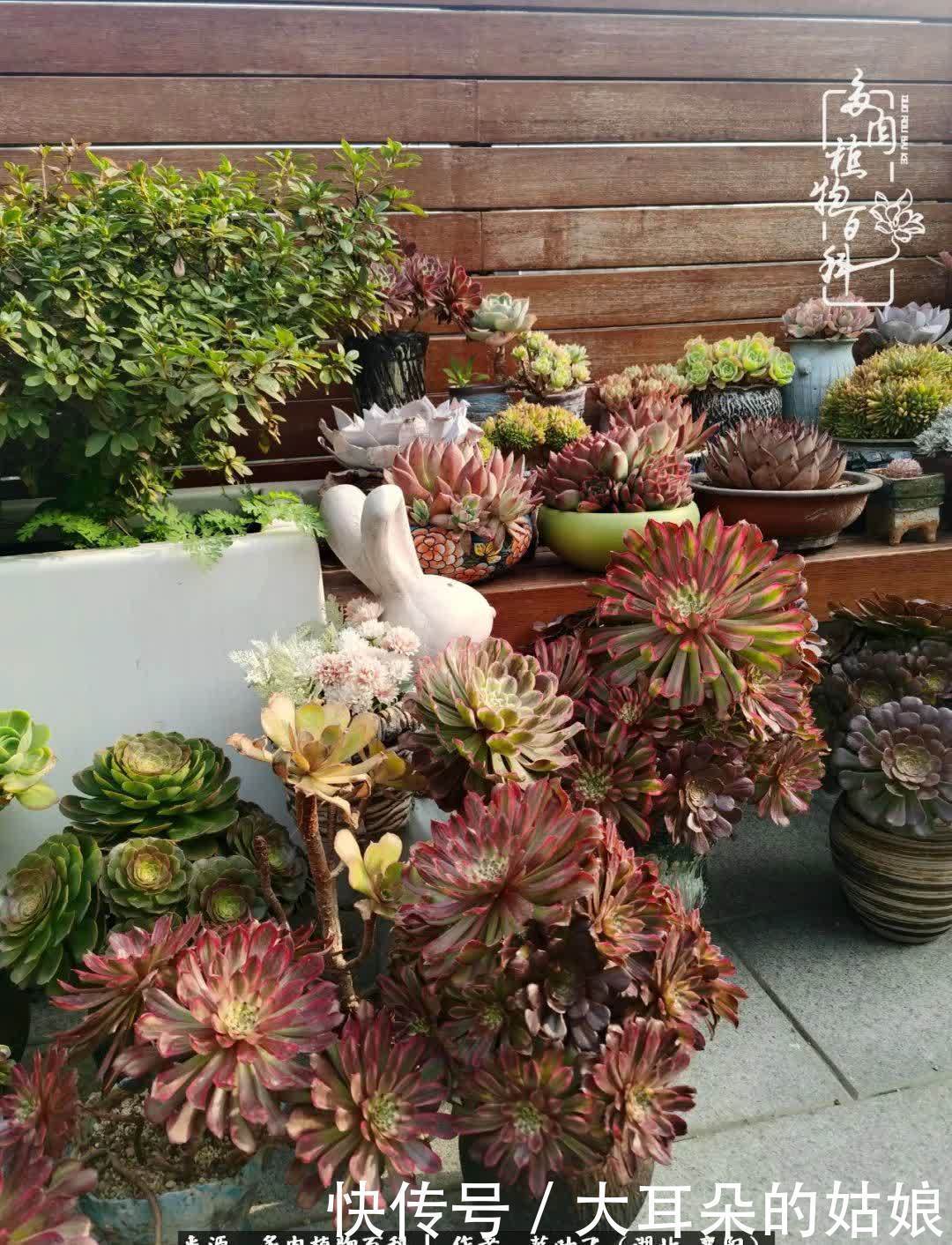 春暖花开,万物复苏,多肉迎来最美时光!