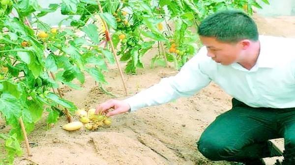 土豆嫁接西红柿,花盆长满土豆,枝上挂满西红柿,换着吃,特新鲜