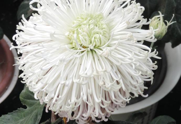 喜欢菊花，就养“国华系列菊花”国华优雅，似白莲少女，冰清玉洁