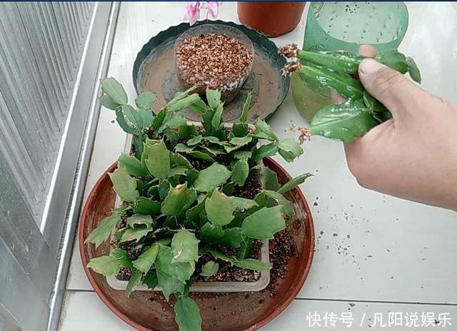 扦插“蟹爪兰”,生根后快“挪窝”,挪一棵爆一盆