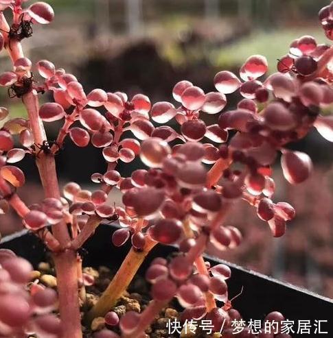 养多肉的重要三部曲，方能把多肉养的肥肥胖胖