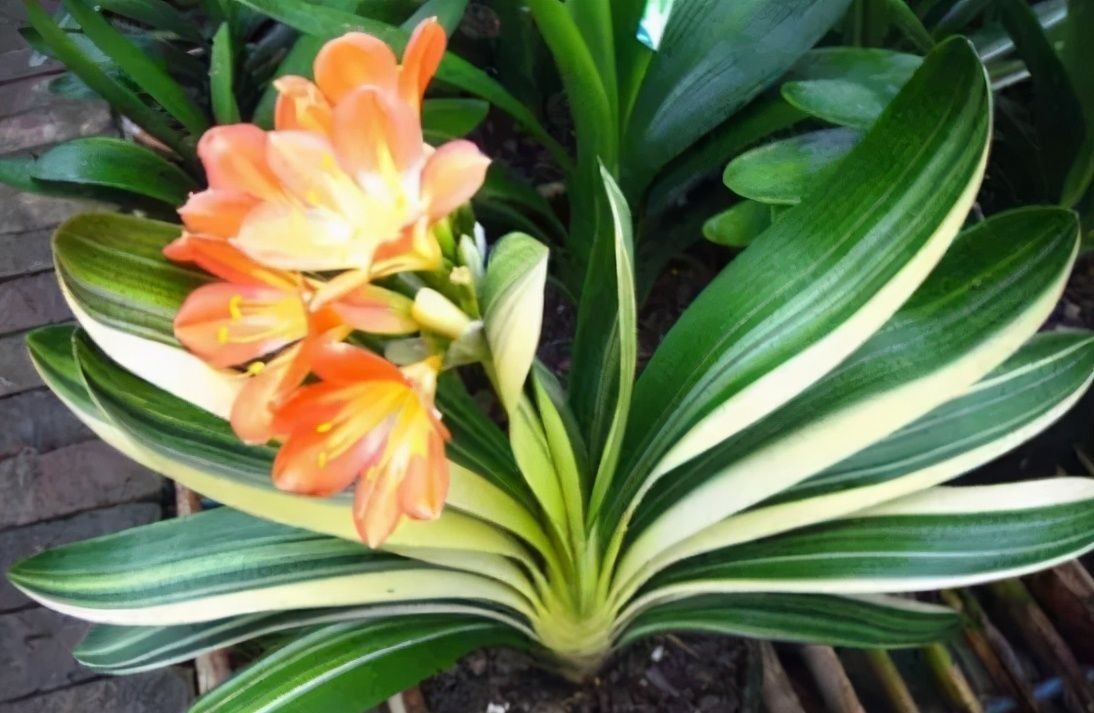 养君子兰有“六怕”,你知道吗?新手一定要避开