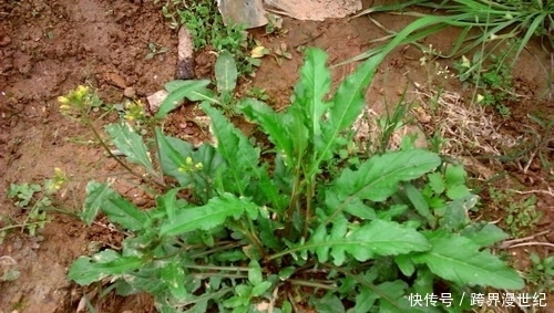 荠菜粥|农村这些宝贝野菜，能治糖尿病、补肾明目、还抗白血病，你吃了吗