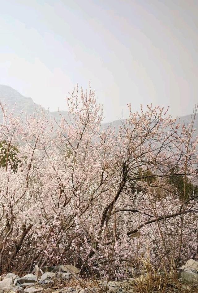 燕平八景白虎涧桃花杏花遍山野（新华社杨兆波报道）