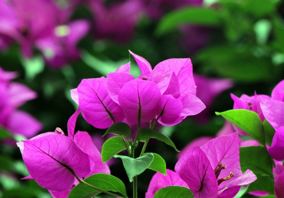 三角梅不开花用这六个小技巧，轻松解决只长叶子不开花