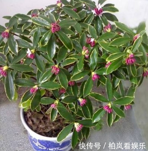 瑞香花|有1种花,比栀子花还要香,能净化房间异味,让人们生活更健康