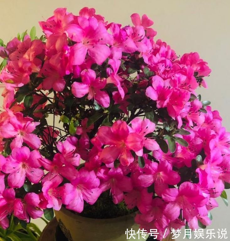 三角梅|聪明人都养4种花,个个美出状态,花朵迷人,阵阵花香