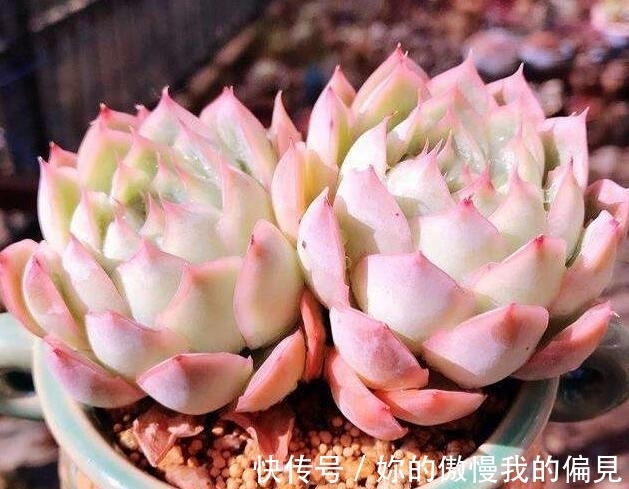 多肉|9月养多肉不服盆?上盆时谨记3点,浇水是关键,多肉叶片翠绿饱满