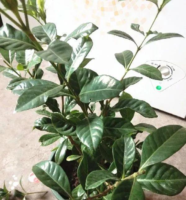 家里养了月季，花后使劲剪，越剪越开花，真省心