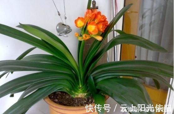 花根|君子兰不好养用上“这2种药片”,新芽呼呼冒,花开爆盆!
