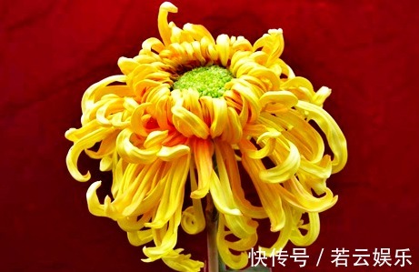 喜欢菊花,不如养盆“菊中珍品”檀香钩环,花似黄金,蕊似碧玉!