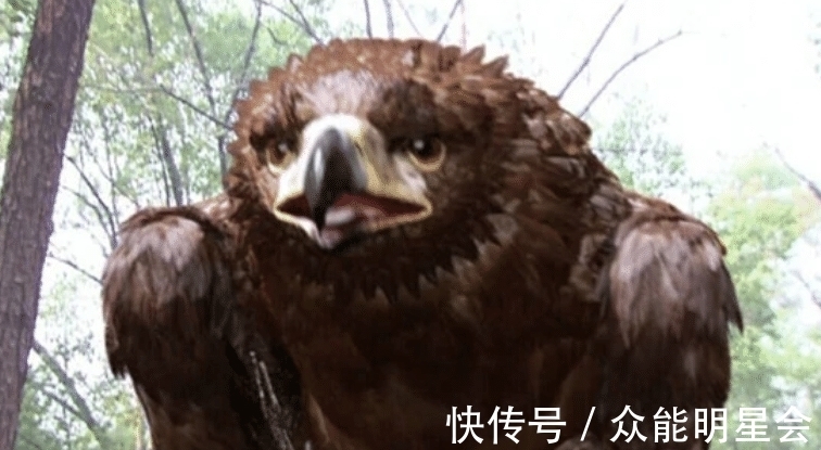 武功@杨过自创掌法,是否能打赢张无忌?答案藏在乾坤大挪移第六层中