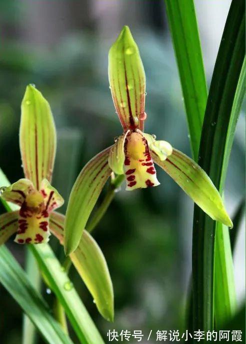 替兰花分株怕伤其根系，采用“不分盆”方法，新手也可轻松驾驭！