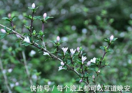 植株|农村人称“白马骨”的野草，全身是宝，对风湿有良效，被广泛种植